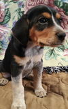 Sadie