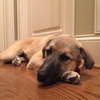 Koda