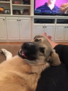 Koda
