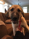 Koda