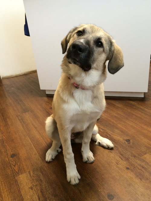 Koda