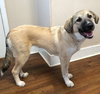 Koda
