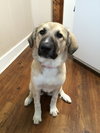 Koda