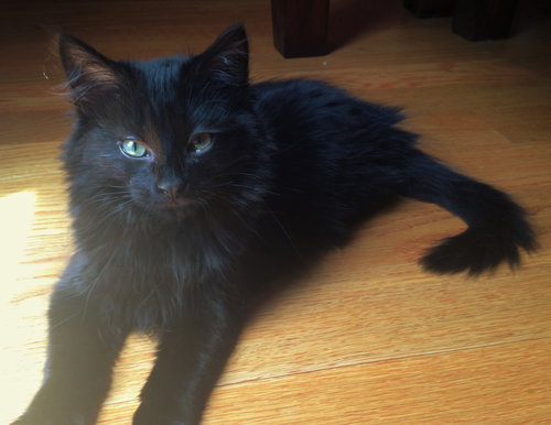 Roxie