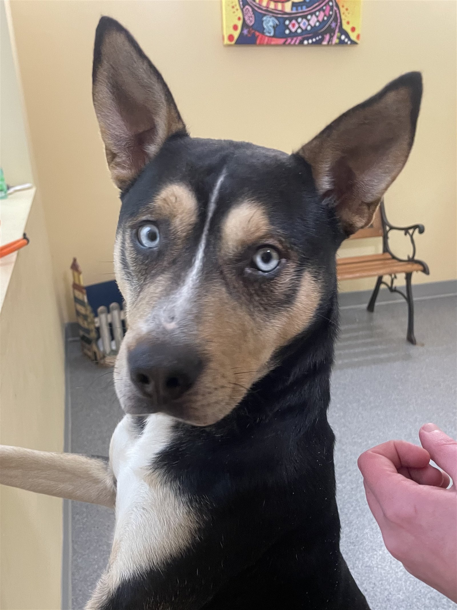 adoptable Dog in Covington, VA named Jethro