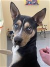 adoptable Dog in covington, VA named Jethro