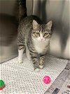 adoptable Cat in covington, VA named Frisky