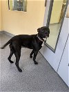 adoptable Dog in  named Mable