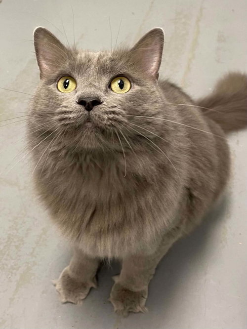 Jack, Adult Domestic Long Hair (long coat), cat for adoption in Blacksburg, Virginia