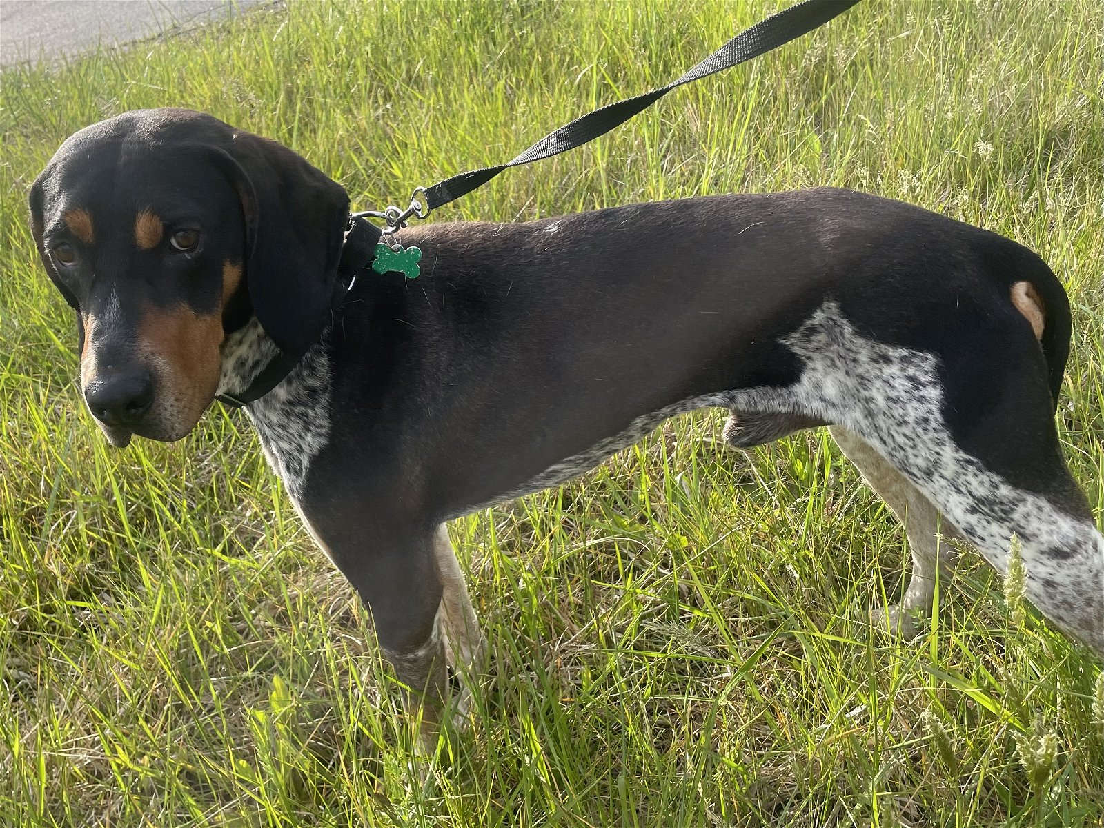 adoptable Dog in Covington, VA named Jackson