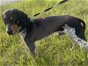 adoptable Dog in covington, VA named Jackson