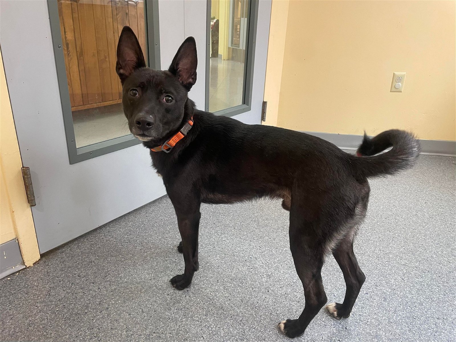 adoptable Dog in Covington, VA named Cielo