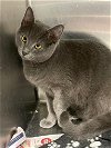 adoptable Cat in covington, VA named Lilith