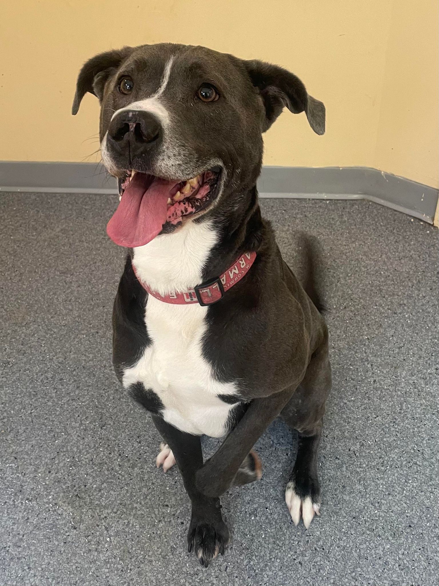 adoptable Dog in Covington, VA named Cletus