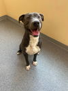 adoptable Dog in  named Clyde