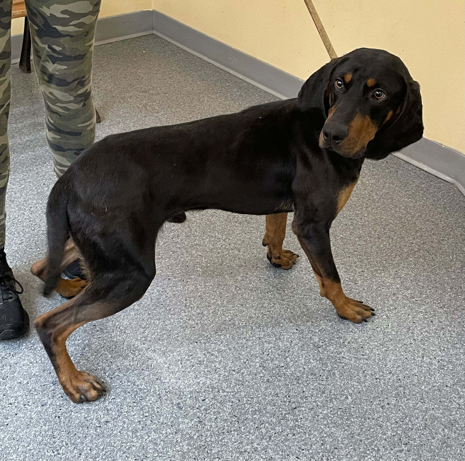 Black and tan 2024 coonhound for adoption