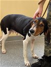 adoptable Dog in covington, VA named Mae
