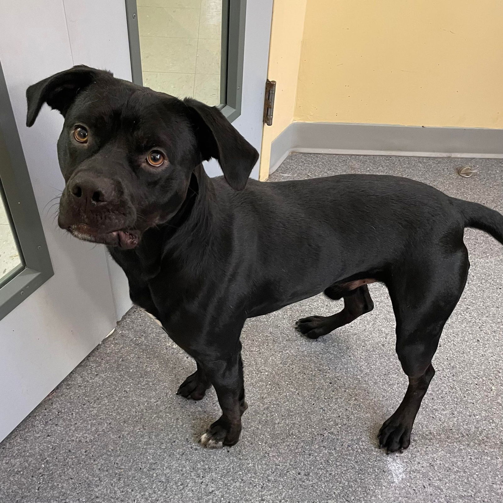 adoptable Dog in Covington, VA named Mars