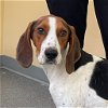adoptable Dog in covington, VA named Ellie