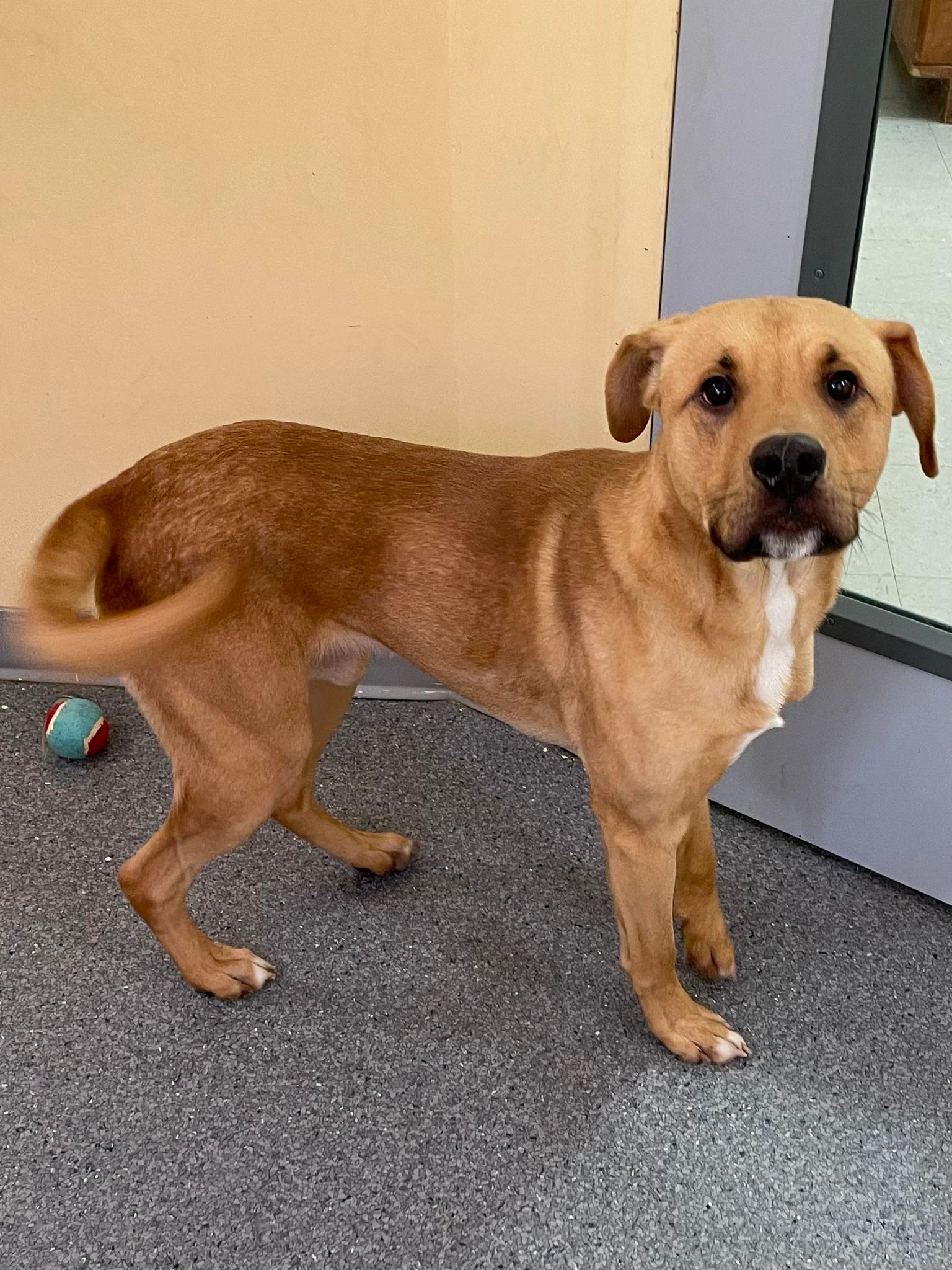 adoptable Dog in Covington, VA named Duke