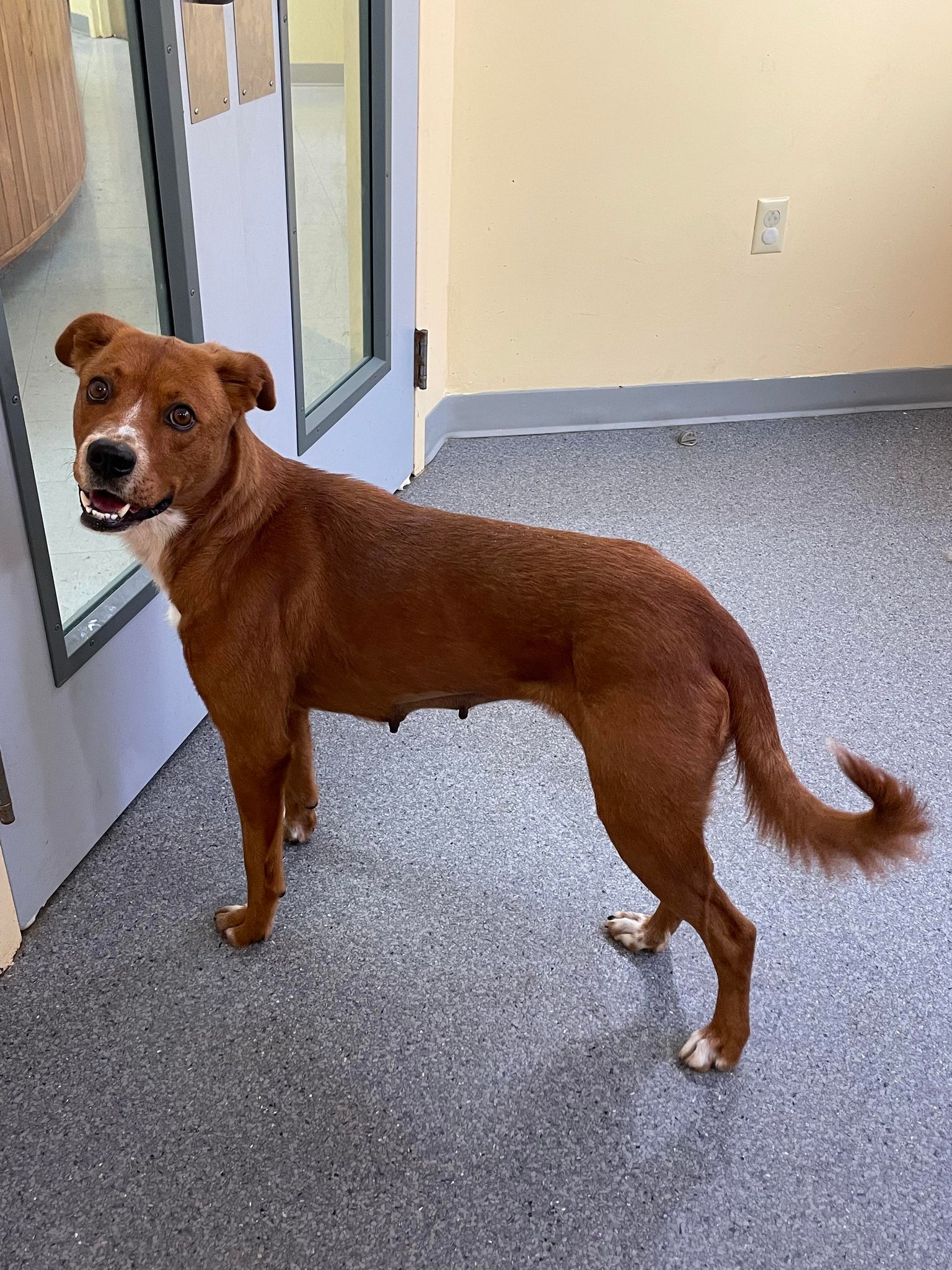 adoptable Dog in Covington, VA named Merida