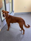 adoptable Dog in  named Merida