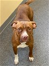 adoptable Dog in  named Autumn