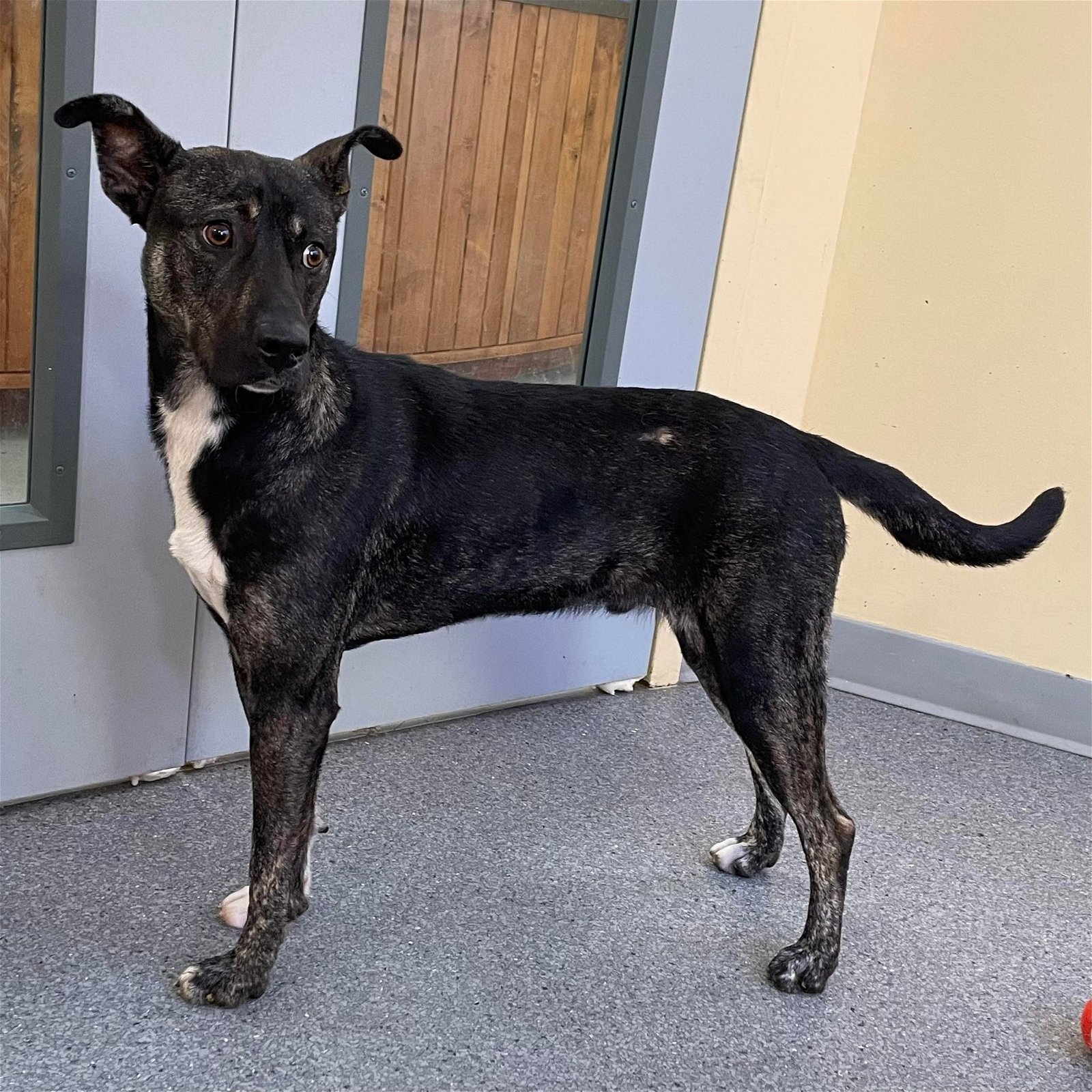 adoptable Dog in Covington, VA named Flint