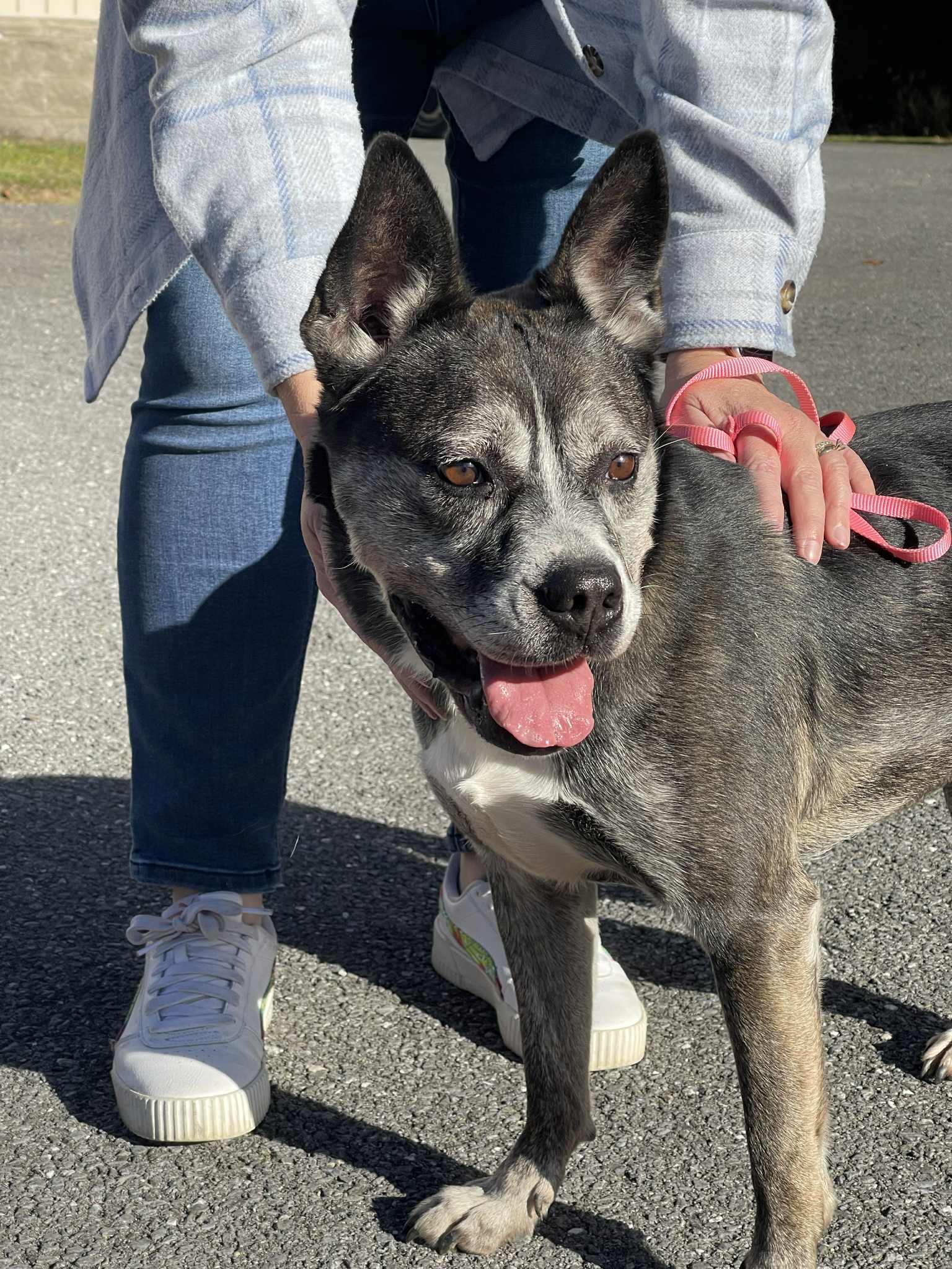 Bear - Pit Bull Terrier