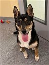 adoptable Dog in , VA named Lucy