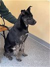 adoptable Dog in covington, VA named Ivy