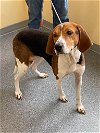 adoptable Dog in covington, VA named Liberty