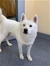 adoptable Dog in covington, VA named Ghost
