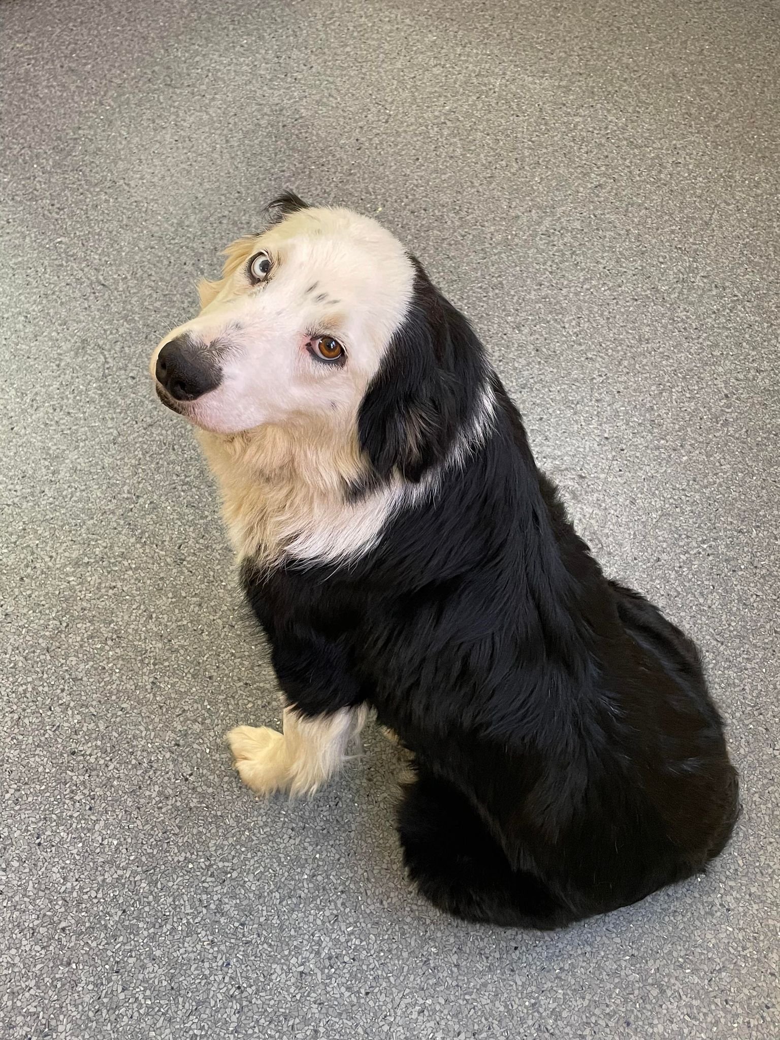 adoptable Dog in Covington, VA named Paisley