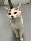 adoptable Cat in Covington, VA named Patches