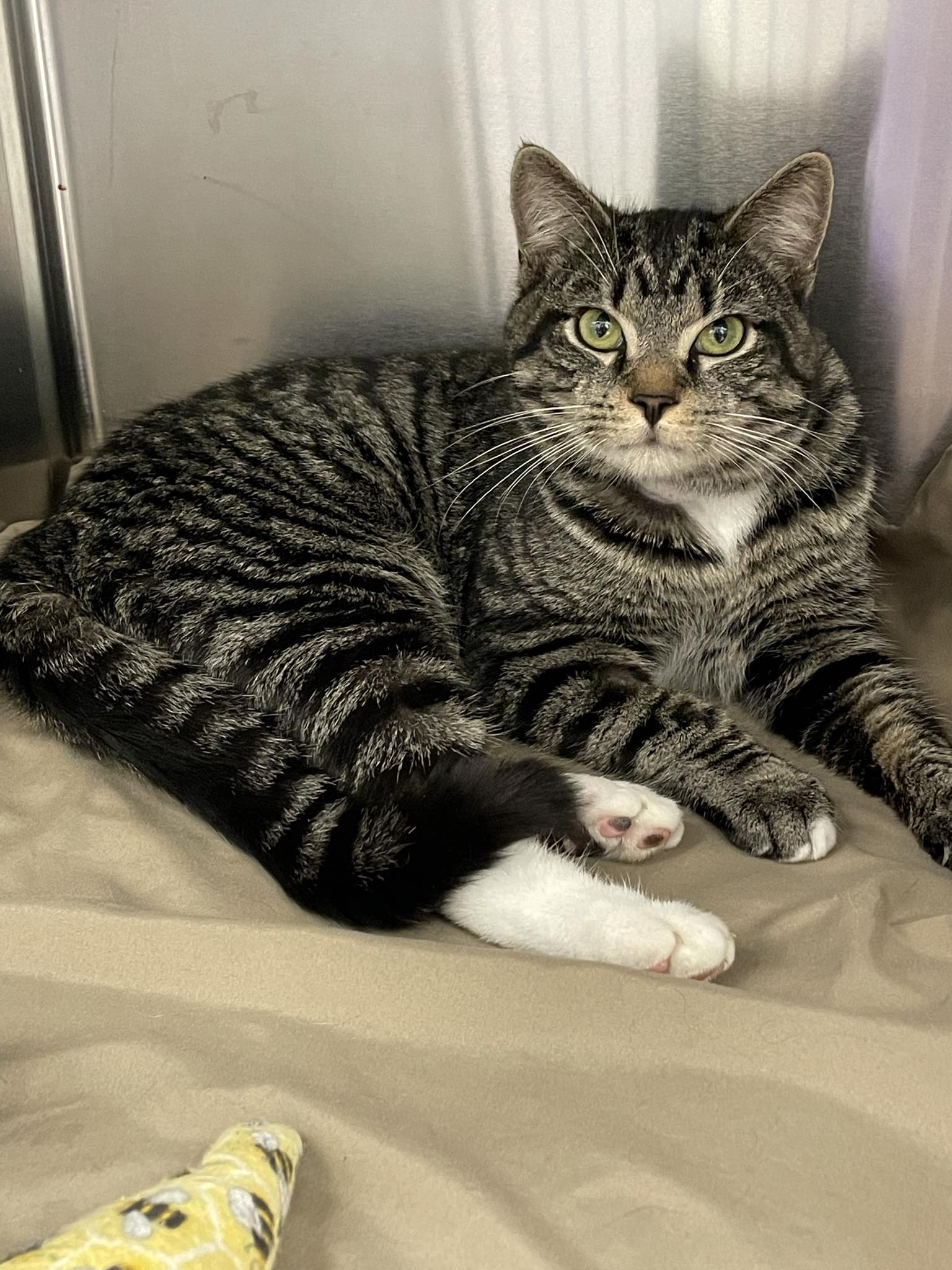 adoptable Cat in Covington, VA named Wahoo