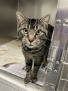 adoptable Cat in Covington, VA named Hokie