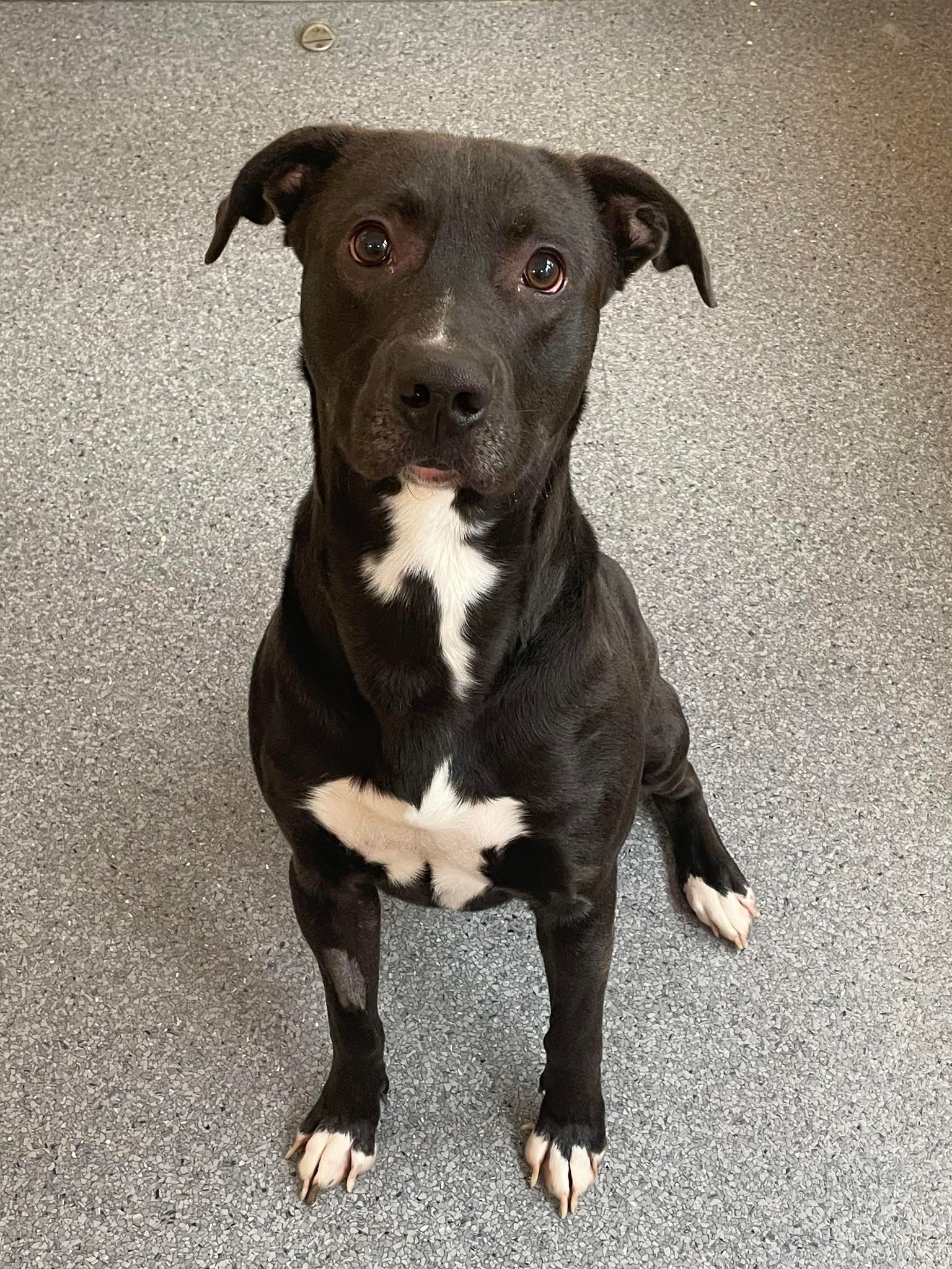 adoptable Dog in Covington, VA named Diojy