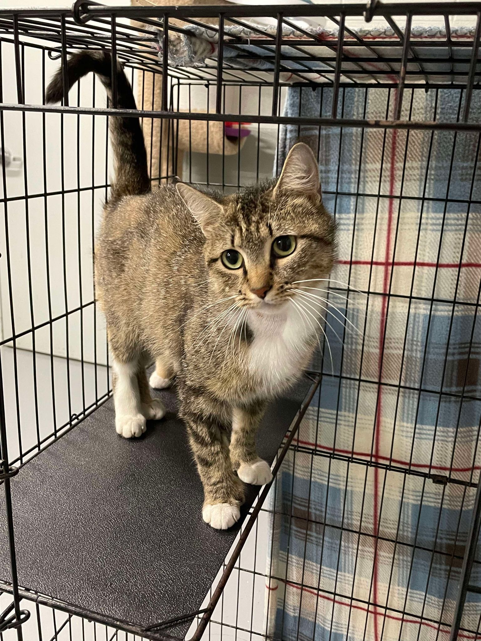 adoptable Cat in Covington, VA named Demi