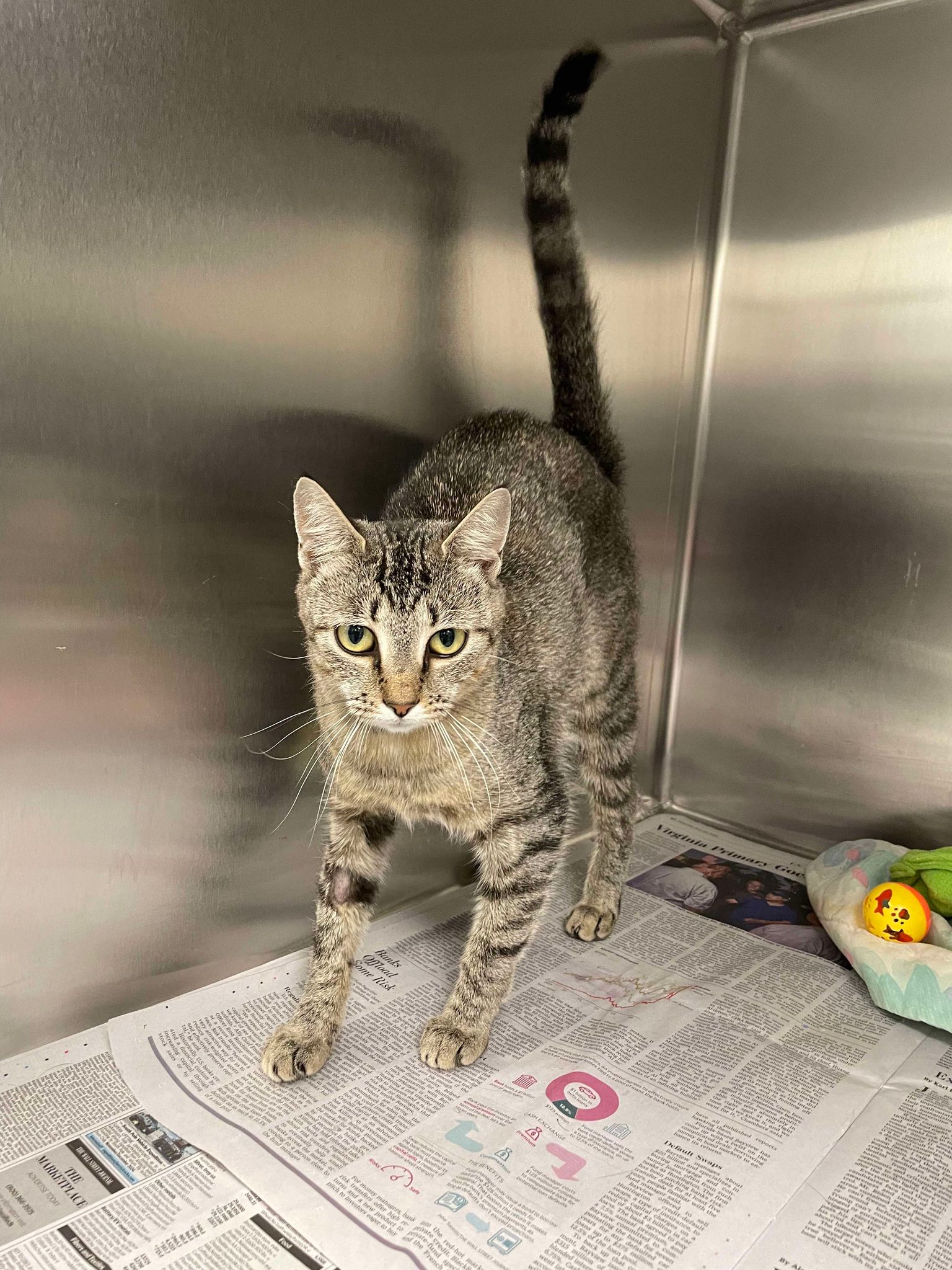 adoptable Cat in Covington, VA named Lovey