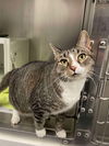 adoptable Cat in Covington, VA named Shoe String