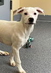 adoptable Dog in , VA named Avery