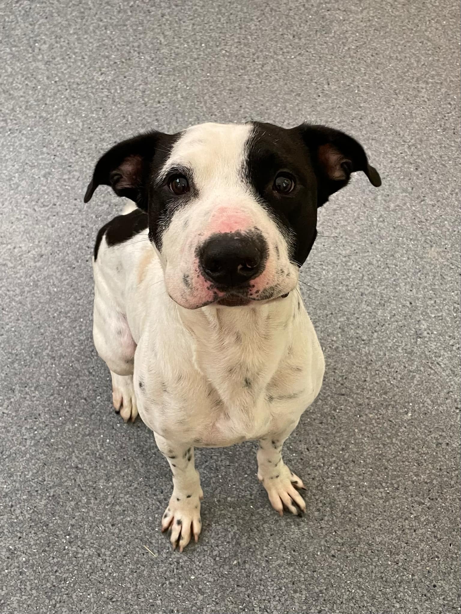 adoptable Dog in Covington, VA named Tony