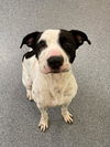 adoptable Dog in , VA named Tony