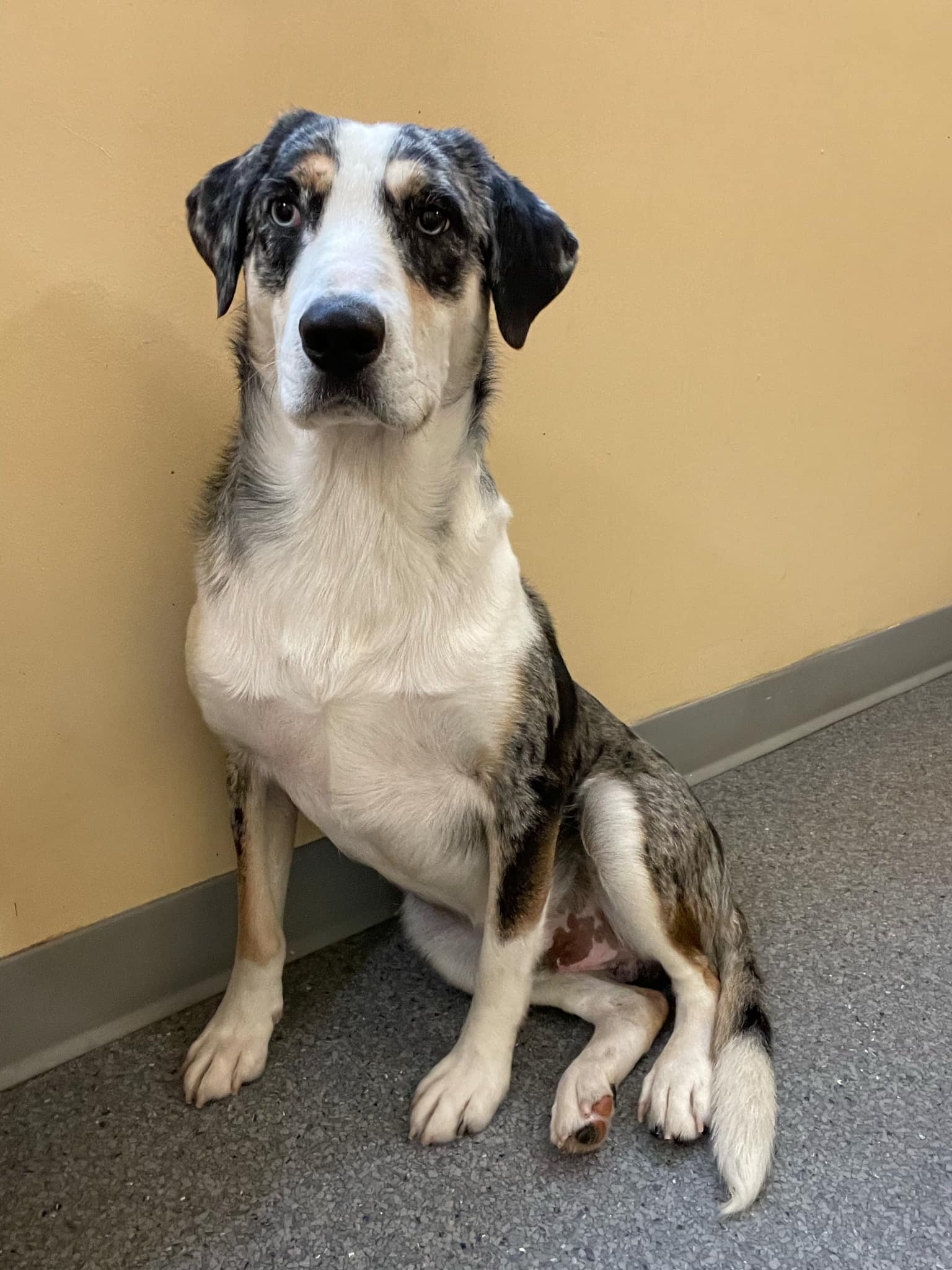 adoptable Dog in Covington, VA named Benji