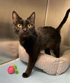 adoptable Cat in , VA named Allie