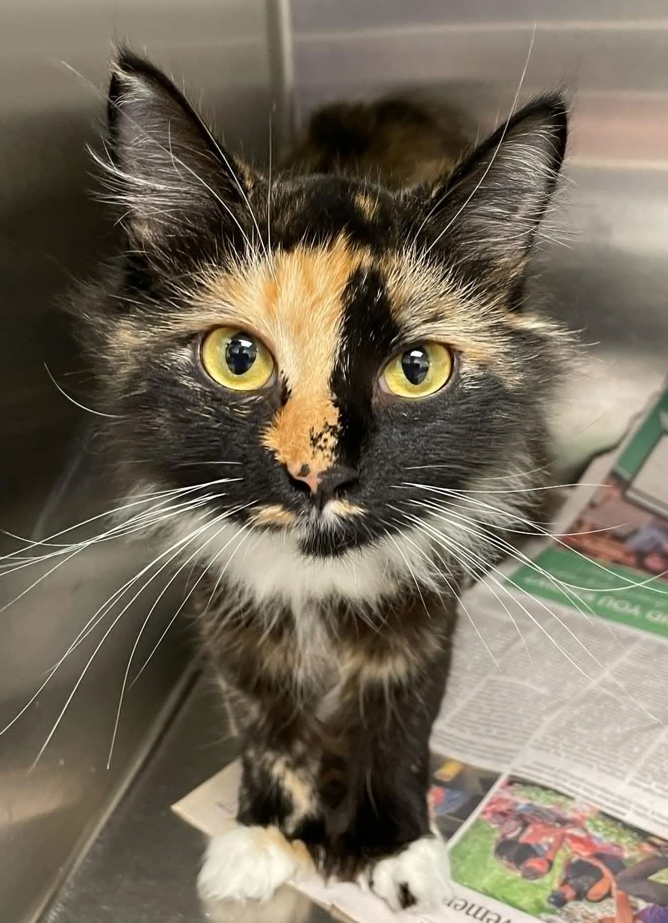 adoptable Cat in Covington, VA named Celeste