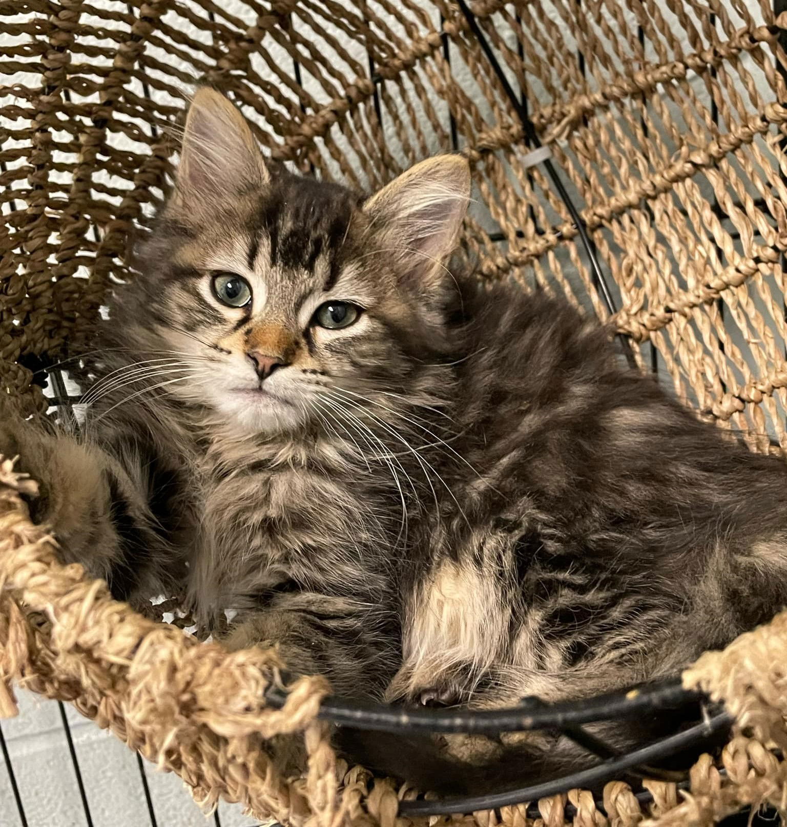 adoptable Cat in Covington, VA named Hendrix