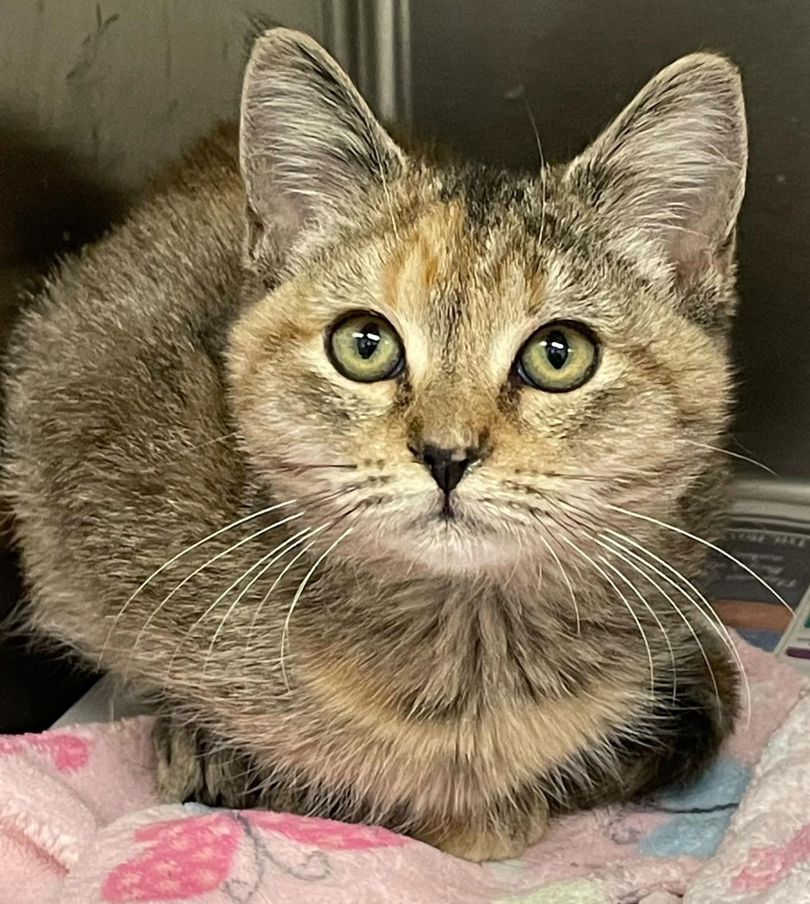 adoptable Cat in Covington, VA named Hallie