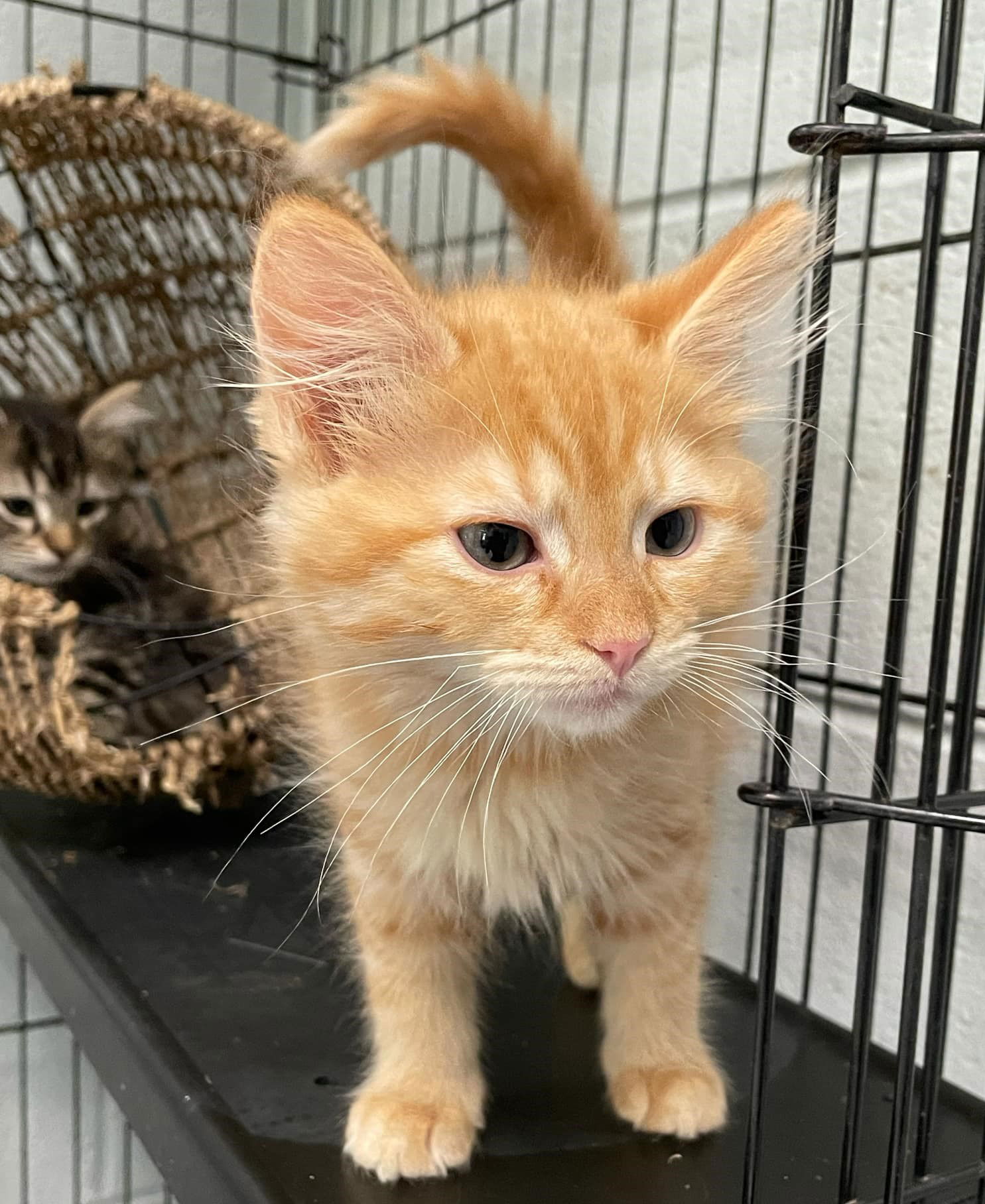 adoptable Cat in Covington, VA named Oliver